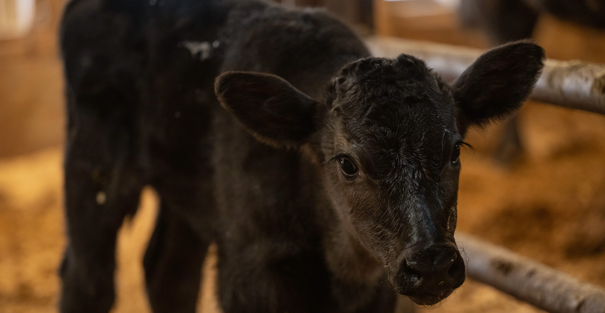 高津川の清らかな水と空気が育んだ、こだわりの一頭