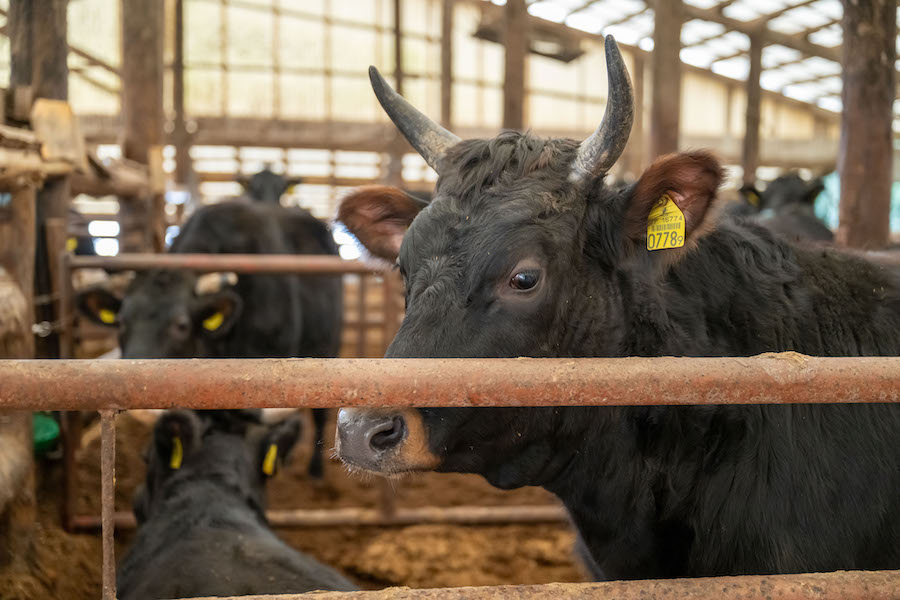 ジャージ種3